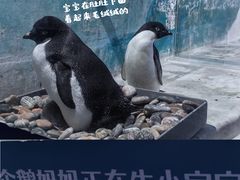 -海合安天津极地海洋公园