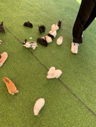 -萌宠亲子动物乐园(槐房万达店)