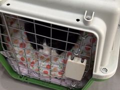 -爱佳宠物中心医院24H·CT·骨外科·猫专科(瑶海万达店)