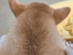 -逗柴咖啡屋·狗咖猫咖宠物桌游