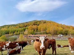 -塞罕坝国家级自然保护区