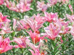 -径山花海