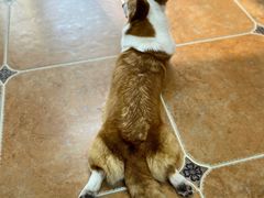 -柯斗斗主题餐厅·狗咖·围炉煮茶·茶饮(国瑞升平里店)