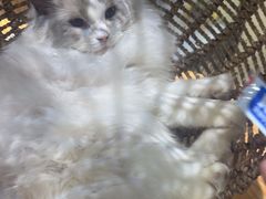 -藏猫猫咖啡主题馆(中央大道店)