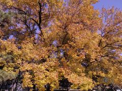 -北京西山国家森林公园