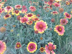 -大兴滨河森林公园