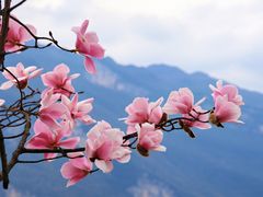 -九皇山景区