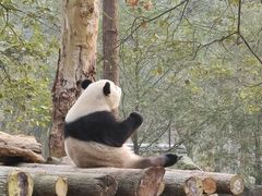 景点-都江堰中华大熊猫苑