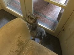 -猫色咖啡·猫咖