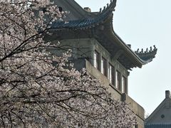 -武汉大学-樱园