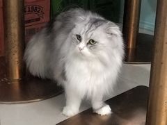 -安格丽娜·狗咖·猫咖羊驼咖(春熙路百盛商场店)