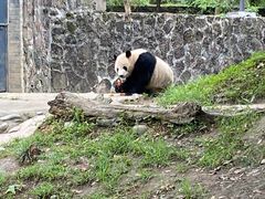-都江堰中华大熊猫苑