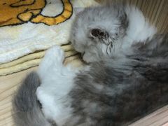 -屋虎猫馆(宝安大仟里店)