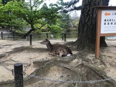 -料亭菊水楼