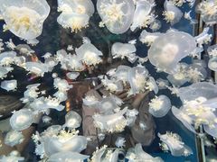 -太平洋海底世界