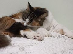 -纳吉亚猫专科动物医院博雅分院