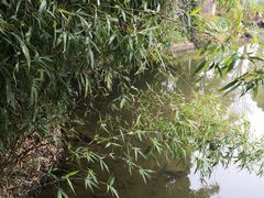-水绘园