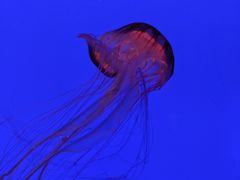 -上海海洋水族馆