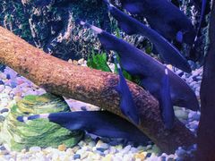 -上海海洋水族馆