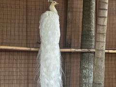 -西双版纳总佛寺