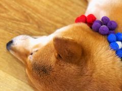 -柴犬小屋·柴餐厅·狗咖食堂(金鼎广场店)