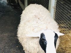 -费瑟代尔野生动物园