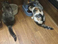 -猫色咖啡·猫咖
