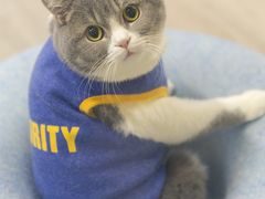 -柴迷FANS CLUB·柴犬狗咖·猫咖