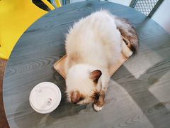 -喵屿·大理花园猫咖