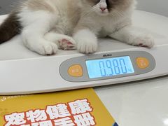 -伟伟宠物医院·CT影像中心·瑞派犬猫综合性门诊(汉口总院)