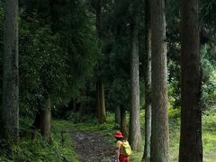 -天目山大树王景区