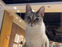 -藏猫猫咖啡主题馆(中央大道店)