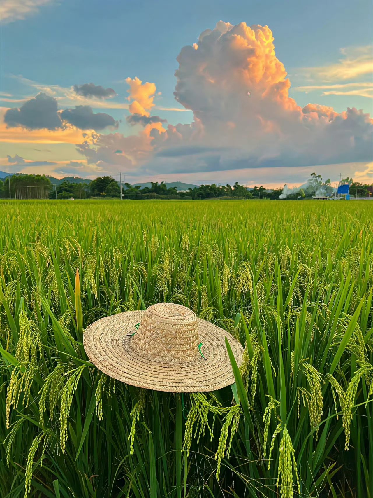 美好的乡间夏日回忆图片