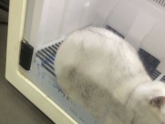 -艾贝尔宠物医院 ·中兽医·宠保定点(北门桥店)