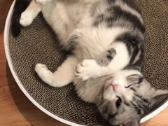 -东方名猫馆·英短金渐层布偶猫舍(环线广场1号楼店)