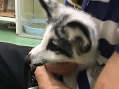 -藦茜花园宠物主题亲子互动体验馆(国顺东路店)