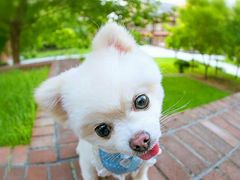 -超宠爱宠物摄影-Super pet