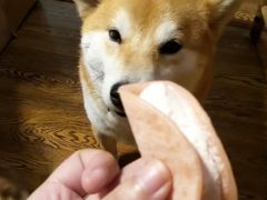 -柴务处·柴犬主题狗咖