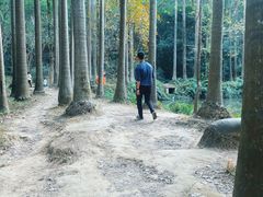 -滴水岩森林公园