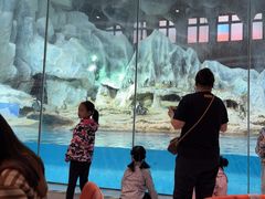 -帝企鹅自助餐厅•儿童岛•真企鹅(长隆企鹅酒店)