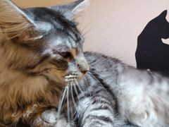 -Pets First伊珊娜洗护·精致美容·家庭式寄养(新会路店)