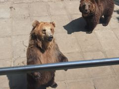 -西霞口神雕山野生动物世界
