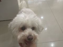 -宠物星动物医院·眼科·异宠·猫科(江南大道总院)