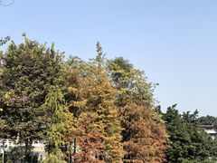 -荔湾湖公园
