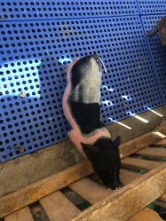 -萌宠亲子动物乐园(槐房万达店)