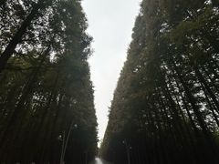 -日照海滨国家森林公园