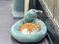 -艾贝尔宠物医院·24H转诊中心·肿瘤猫专科(江宁双龙店)