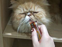 -藏猫猫咖啡主题馆(中央大道店)