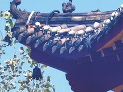 -铁山坪森林公园