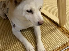 -柴迷FANS CLUB·柴犬狗咖·猫咖